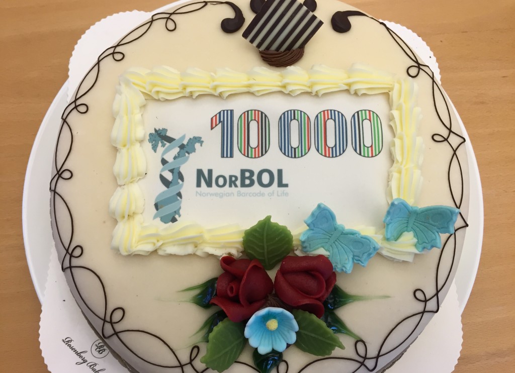 NorBOL-cake